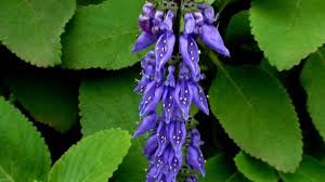 Image result for Coleus barbatus