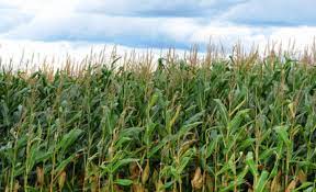 Exploatațiile agricole cu o suprafață agricolă utilizată egală cu sau mai mare de hectar JumÄtate Din SuprafaÈa AgricolÄ A Romaniei A Fost CultivatÄ Cu Porumb Èi Floarea Soarelui Capital