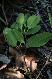 Image result for Cassipourea