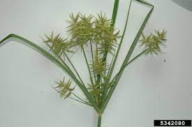 Leaf width is 0.2 to 0.5 inch in width and gradually taper to a thin tip. Nutsedge Home Garden Information Center
