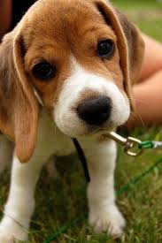 Black And Brown Beagle Beagles Are So Cute When They Little Not A Big Fan Of The Grown Ups Tho The Medium Size Is Kind Of Annoying To Me Y Cute Baby Animals Cute Animals