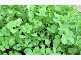 Maybe you would like to learn more about one of these? Fenugreek Cultivation Information Guide
