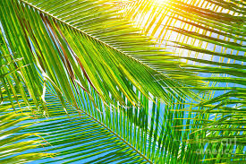It is the time of the year when mother nature shows all of its bright colors. Fresh Palm Leaves Background Photograph By Anna Om