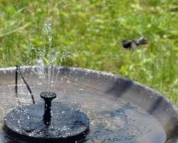 Check spelling or type a new query. Hummingbird At The Birdbath The Zen Birdfeeder