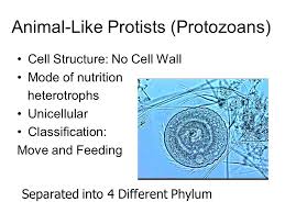 We did not find results for: Kingdom Protista Spring Ppt Download