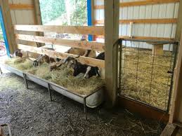 Best Goat Feeder Ever Goat Feeder Goat Barn Goat House