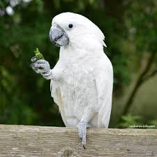Goffins cockatoo by wt greene a3 art print. Umbrella Cockatoo For Sale Rose Breasted Cockatoo