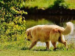 Alcune delle piante presenti nelle nostre case e giardini possono essere tossiche o velenose per i cani: Le Piante Velenose O Tossiche Per Cane E Gatto Dogwelcome