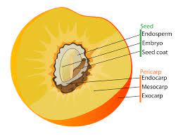 A plant cell consists of three distinct components: Diagram Fruit Labelled Free Vector Graphic On Pixabay