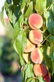 Trees should be pruned the same as during the second winter to maintain a low spreading form. How To Grow And Care For Peach Trees Gardener S Path