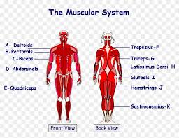 Skeletal muscle very much relies on the skeleton itself to perform the bodies' most basic. Muscles In The Body Gcse Png Download Gcse Muscles In Body Transparent Png 1475x1064 4109338 Pngfind