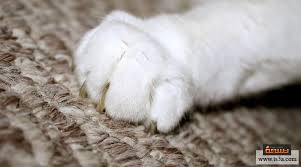 كيف تتعامل مع خدوش القطط وهل هي مشكلة تستوجب التدخل تسعة