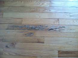 Hardwood floors, while extremely durable, are also quite vulnerable to moisture. The Types Of Termites That Can Damage Your Hardwood Floors And How To Fix Them