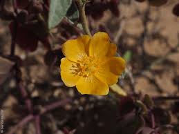 Image result for Sida ovata