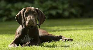 Maybe you would like to learn more about one of these? 17 Of The Cutest German Shorthaired Pointers Probably Ever
