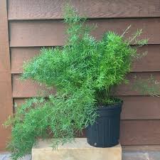 Image result for Asparagus schroederi