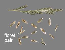 Image result for Leptochloa fusca