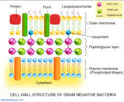 Bacteria also lacks true membrane bound nucleus and nucleolus. Cell Wall Of Bacteria Structure Functions Gram Positive And Gram Negative Cell Walls Study Score