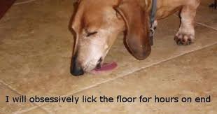 Floor Cleaner Dog Shaming Dachshund Love Dachshund Dog Shaming