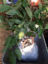 Inilah jenis yang paling sering. Anak Pokok Mata Kucing Tangkai Anak Pokok Kelapa Tacunan Facebook