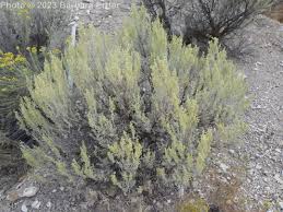 Image result for Polystachya tridentata