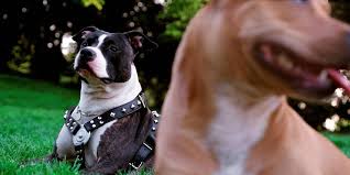 Un prénom pour chien peut se choisir en fonction de son caractère, de la couleur de ses poils, de vos préférences ou de son tempérament. Affaire Pilarski Curtis Le Chien De La Victime Aurait Tue Sa Maitresse Le Point