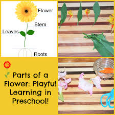 Bees crafts, activities, games, and printables for preschool and kindergarten. Parts Of A Flower Playful Learning Flower Centers For Preschoolers The Preschool Toolbox Blog