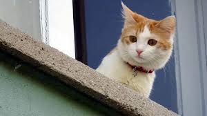 kopeklere 2021 sonuna kadar cip taktirilmasi gerekiyor