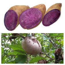 We did not find results for: 7 Thetruth Ube Also Known As Purple Yam Is This Vegetable Or Fruit Let Me Show My Plant Steemit