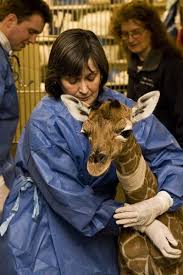 Pin By Emma Romero On Vet School Pet Vet Vet Medicine Veterinarian