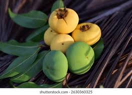 Image result for Ebenaceae