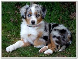 As of june 27, 2012, minis were accepted into the american kennel club miscellaneous class. Learn About Dog Care With This Article Trasedogs Miniature Australian Shepherd Puppies Aussie Puppies Shepherd Puppies