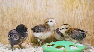 Female baby chickens are called pullets while males are called cockerels. Where To Buy Baby Chickens And Other Poultry Online