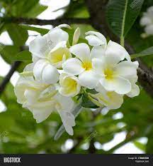 Maybe you would like to learn more about one of these? White Yellow Plumeria Image Photo Free Trial Bigstock