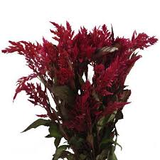 Fiftyflowers Com Raspberry Burgundy Feather Celosia Table Arrangements Wedding Pink Flower Top Bright Wedding