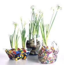 Forcing Paperwhites For Christmas Paper White Paperwhites Water Beads Plant Decor