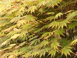 Image result for Shira Red 2014 S1