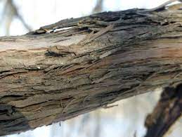 We did not find results for: Wild Grape Vine Pictures Flowers Leaves Identification Vitis Riparia