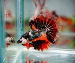 Siamese Fighting Fish Multicolor Half Moon Betta Splendens Betta Fish Types Betta Betta Aquarium