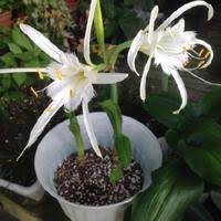 Image result for Ismene narcissiflora