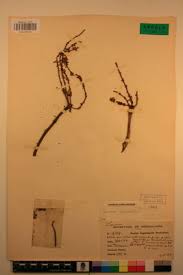 Image result for Lannea antiscorbutica