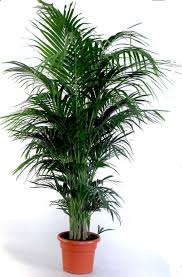 Die Schonste Zimmerpalme Der Welt Howea Forsteriana Kentia Palme Anspruchslos Von Jedermann Zu Pflegen 1 Pflanze 100 110 Cm Amaz Plants Kentia Palm Howea