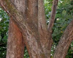 Image result for Cordia africana