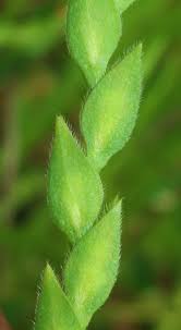 Image result for Zornia punctatissima