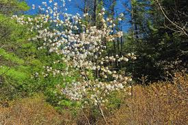 Image result for Amelanchier laevis