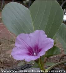 Image result for Ipomoea pes-caprae