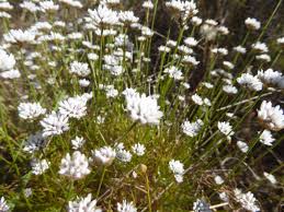 Image result for Blumea squarrosa