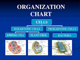 Organization Chart Bacteria Aim How Can We Describe The