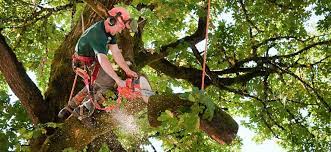 Pin By Acadian Tree And Stump Removal On Tree Service Dallas Tree Removal Tree Service Tree Removal Service