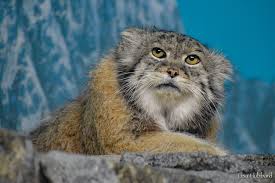 ‪Pallas's Cat - Cincinnati Zoo & Botanical Garden‬‏